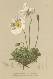 Alpvallmo (Papaver alpinum, subsp. alpinum) av German School