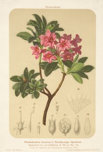 Alpros (Rhododendron hirsutum) av German School