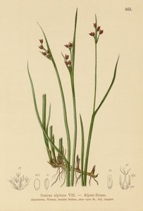 Alprus (Juncus alpinus, Juncus alpinoarticulatus) av German School