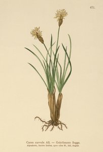 alpstarr (Carex curvula) av German School