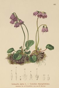 Alpin snöklocka (Soldanella alpina) av German School