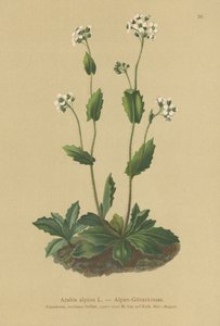Alpväggkrasse (Arabis alpina) av German School