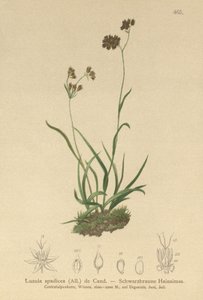 Alpint skogsrus (Luzula alpinopilosa, Luzula spadicea) av German School