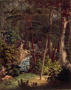 Amazonas regnskog, bord XXVII från 