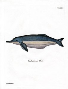 Amazon River Dolphin (färgad gravyr) av German School