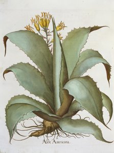 American Aloe: Aloe Americana, från Hortus Eystettensis av Basil Besler (1561-1629), pub. 1613 av German School