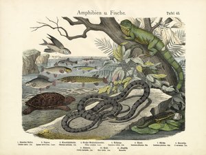 Amfibier och fiskar, ca 1860 av German School