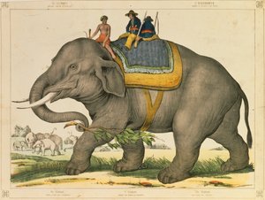 En elefant som brukade jaga sitt eget bildblad publicerat av Joseph Scholz, Mainz, ca 1860 av German School