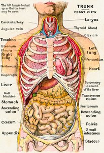 Anatomisk syn på den mänskliga överkroppen av German School