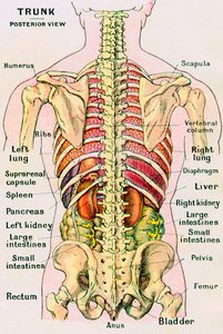 Anatomisk syn på den mänskliga överkroppen av German School