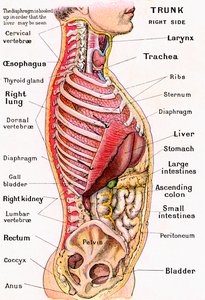 Anatomisk syn på den mänskliga överkroppen av German School