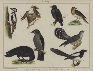 Djur (färg litho) av German School