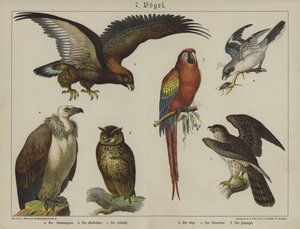 Djur (färg litho) av German School