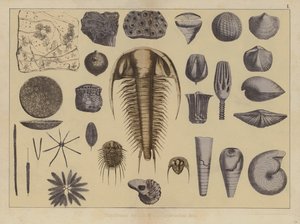 Djur från den tidiga paleozoiska eran (färg litho) av German School
