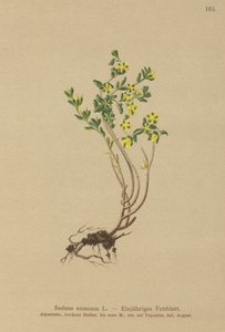Årlig stengröda (Sedum annuum) av German School