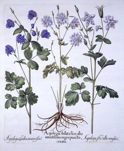 Aquilegia, från Hortus Eystettensis, av Basil Besler (1561-1629), pub. 1613 (handfärgad gravyr) av German School