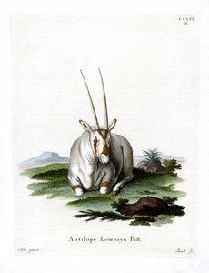 Arabian Oryx (färgad gravyr) av German School