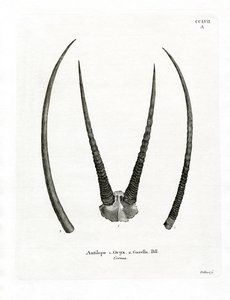 Arabiska Oryx-horn (färgad gravyr) av German School