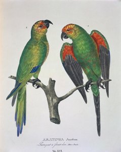 Aratinga Aurifrons (hane och hona), Tabell XVI från 