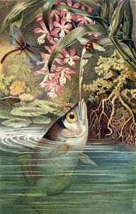 Archerfish, tallrik från Brehms Animal Life: General Knowledge of the Animal Kingdom, vol.8, s.49, publicerad av Bibliographic Institute, 1892 av German School