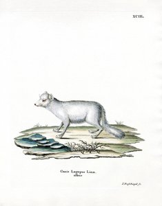 Arctic Fox (färgad gravyr) av German School