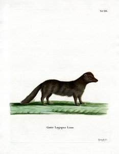 Arctic Fox (färgad gravyr) av German School
