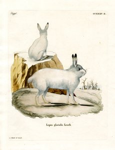 Arctic Hare (färgad gravyr) av German School