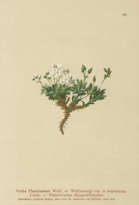 Arktisk draba (Draba Fladnitzensis, Draba altaica, Draba Wahlenbergi) av German School