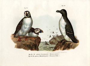 Arktisk lunnefågel, 1864 av German School