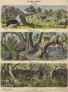 Asien: bergsdjur och växter; översvämningar i östra Indien; fånga elefanter på Ceylon (färgad gravyr) av German School