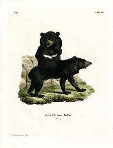 Asiatisk svartbjörn (färgad gravyr) av German School