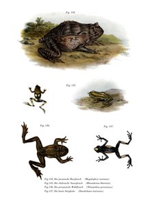 Asian Horned Frog (färg litho) av German School