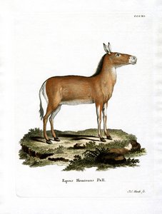 Asian Wild Ass (färgad gravyr) av German School