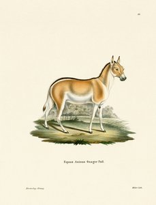 Asian Wild Ass (färgad gravyr) av German School