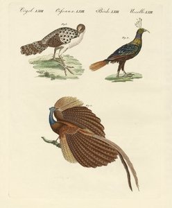 Asiatiska fåglar (färgad gravyr) av German School