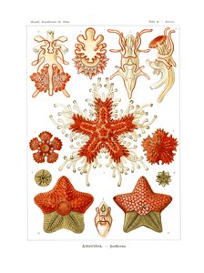 Asteridea av German School