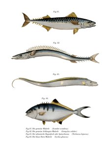 Atlantisk makrill (litho i färg) av German School