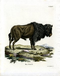 Urochs (färgad gravyr) av German School
