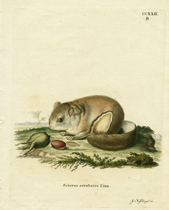 Australian Pygmy Flying Phalanger (färgad gravyr) av German School