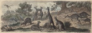 Australiskt djurliv (färgad gravyr) av German School