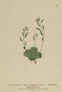 Österrikiskt Whitlow Grass (Draba dubia, Draba frigida) av German School