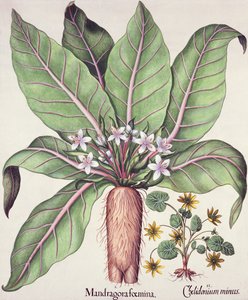 Autumn Mandrake, från Hortus Eystettensis av Basil Besler (1561-1629) pub. 1613 (handfärgad gravyr) av German School