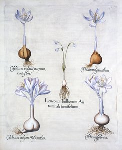 Höstsnöflinga och ängsaffran, från Hortus Eystettensis, av Basil Besler (1561-1629), pub. 1613 (handfärgad gravyr) av German School