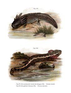 Axolotl (färgmedlemmar) av German School
