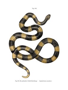 Banded Krait (färg litho) av German School