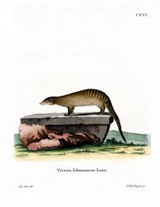 Bandad mungo (färgad gravyr) av German School