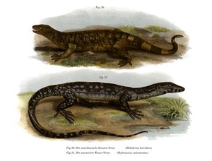 Beaded Lizard (färg litho) av German School
