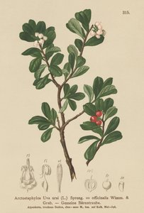 Björnbär (Arctostaphylos Uva ursi, Arctostaphylos officinalis) av German School