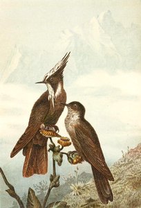Bearded Helmetcrests, tallrik från "Brehms Tierleben: Allgemeine Kunde des Tierreichs", vol 4, sid. 675, utgiven av Bibliographisches Institut av German School
