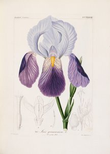 Skäggig iris, graverad av Ch. Schnorr (handfärgad litho) av German School